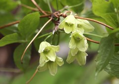 Clematis tosaensis