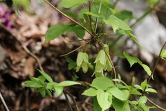 Clematis tosaensis