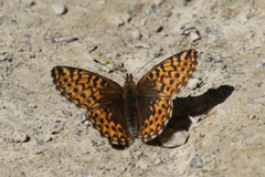 Boloria freija