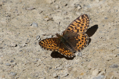 Boloria freija