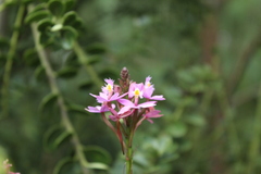 Epidendrum arachnoglossum