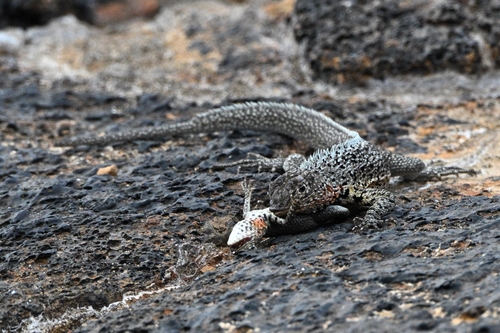 Santiago Lava Lizard, Microlophus jacobii