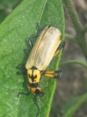 Pyrota nobilis