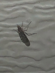 Sylvicola alternatus