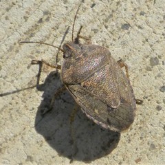 Hymenarcys nervosa