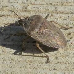 Hymenarcys nervosa