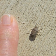 Hymenarcys nervosa