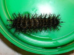 Hemileuca maia
