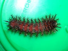 Hemileuca maia