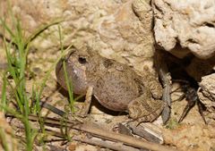 Crinia parinsignifera