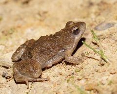 Crinia parinsignifera