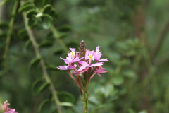 Epidendrum arachnoglossum