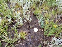 Comesperma polygaloides