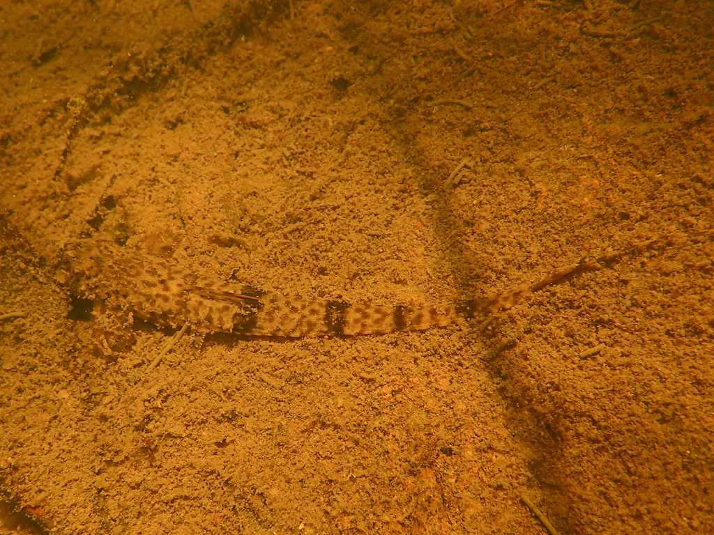 Whiptail catfish