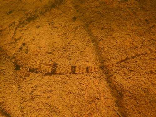 Rineloricaria platyura