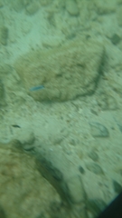 Labroides dimidiatus