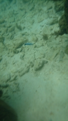 Labroides dimidiatus