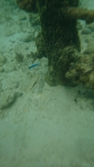 Labroides dimidiatus