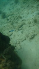 Labroides dimidiatus