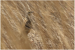 Macronyx fuelleborni