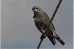 Kaupifalco monogrammicus