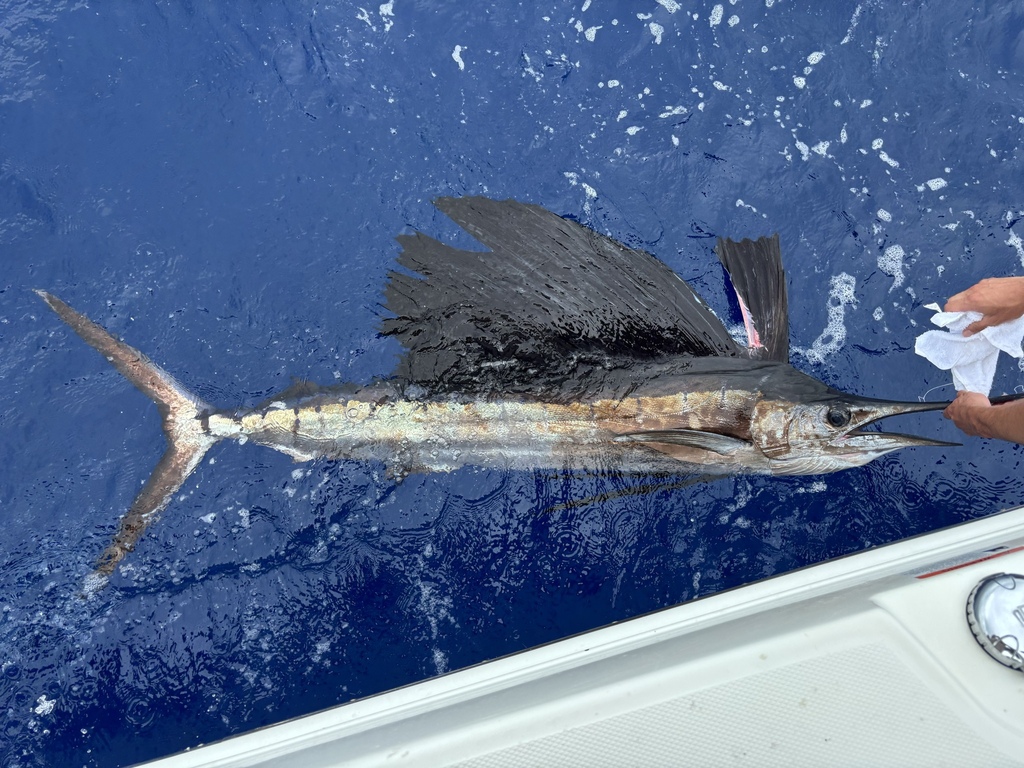 Photo of a Sailfish
