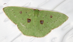 Comostola leucomerata