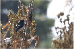 Melaniparus albiventris