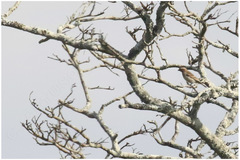 Gymnoris superciliaris