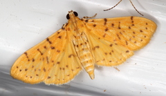 Conogethes