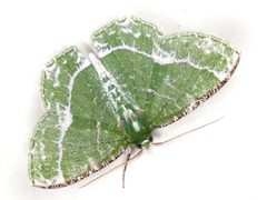 Eucyclodes insperata