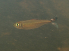 Bryconops