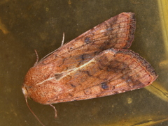 Australothis rubrescens