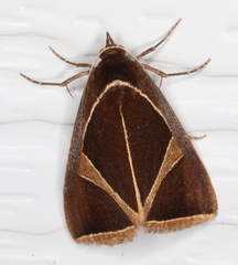 Agamana conjungens