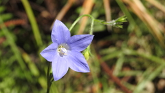 Wahlenbergia graniticola