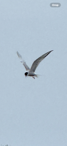 Common Tern