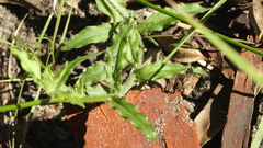 Wahlenbergia graniticola