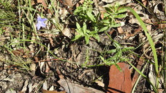 Wahlenbergia graniticola