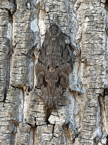Southern Pine Sphinx photo 5
