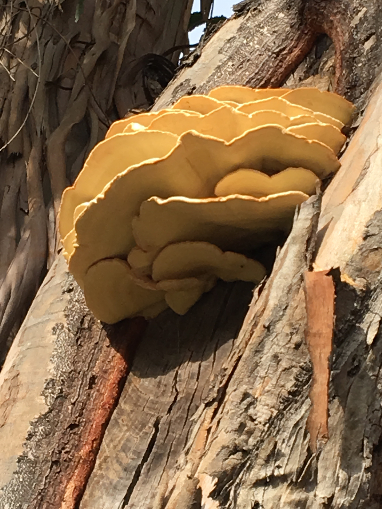 Laetiporus gilbertsonii image