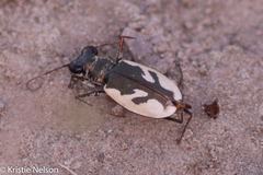 Eunota pamphila