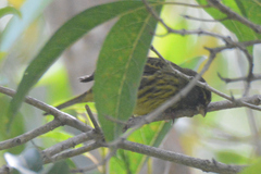 Crithagra scotops umbrosa