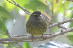 Crithagra scotops umbrosa