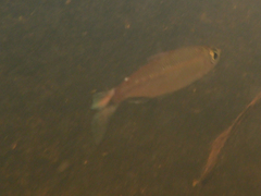 Bryconops