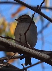 Spizella passerina passerina