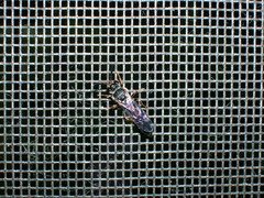 Psen erythropoda