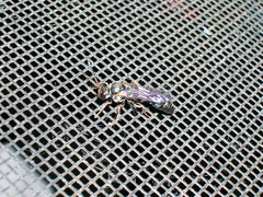 Psen erythropoda