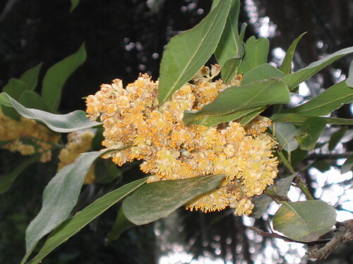 Laurus nobilis