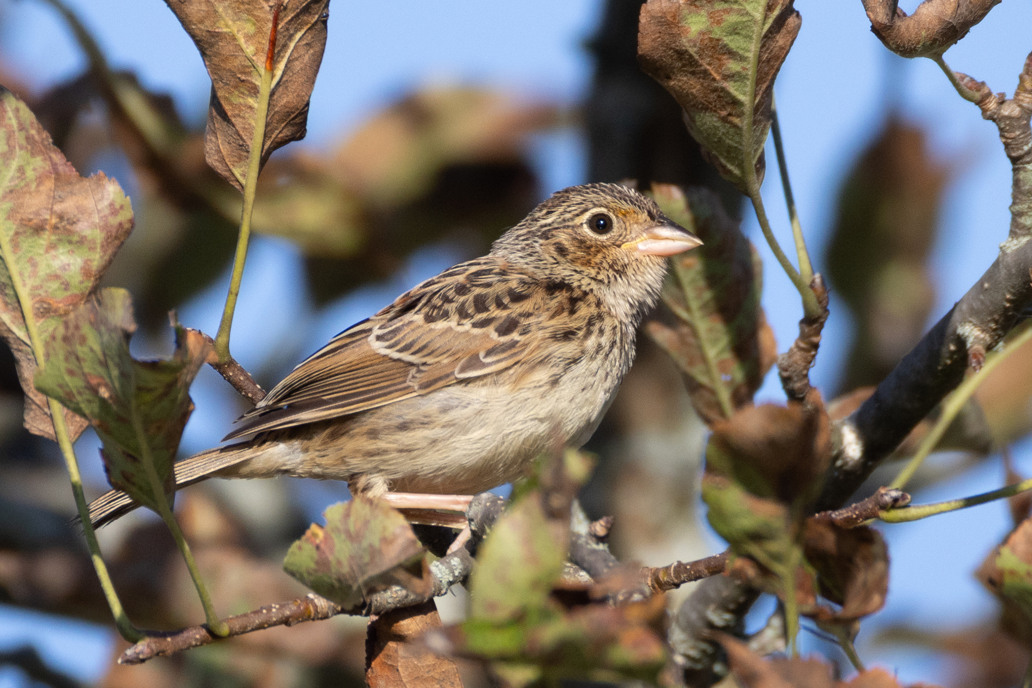 Ammodramus savannarum (J.F.Gmelin, 1789)