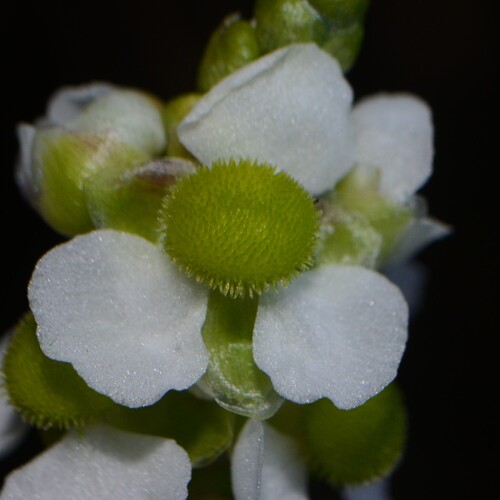 delta arrowhead (Sagittaria platyphylla)